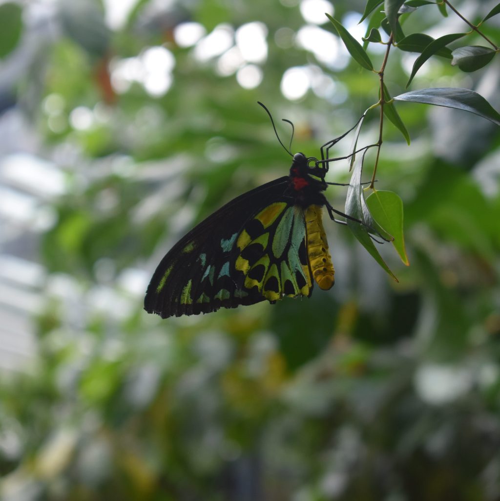 Butterfly resting on leaves