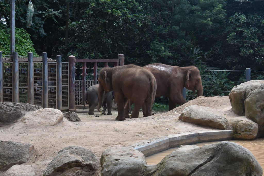 Two elephants with a baby elephant