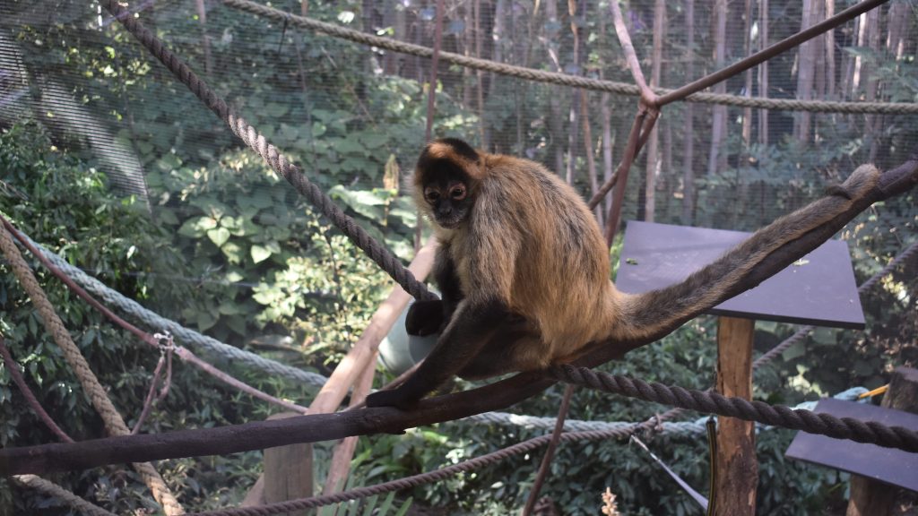 small monkey looking at camera
