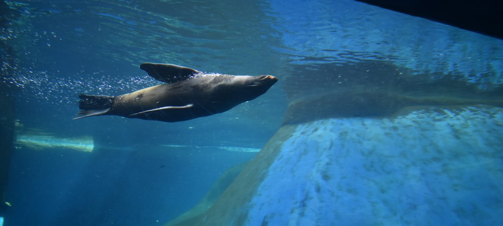 Seal swimming in its enclosure