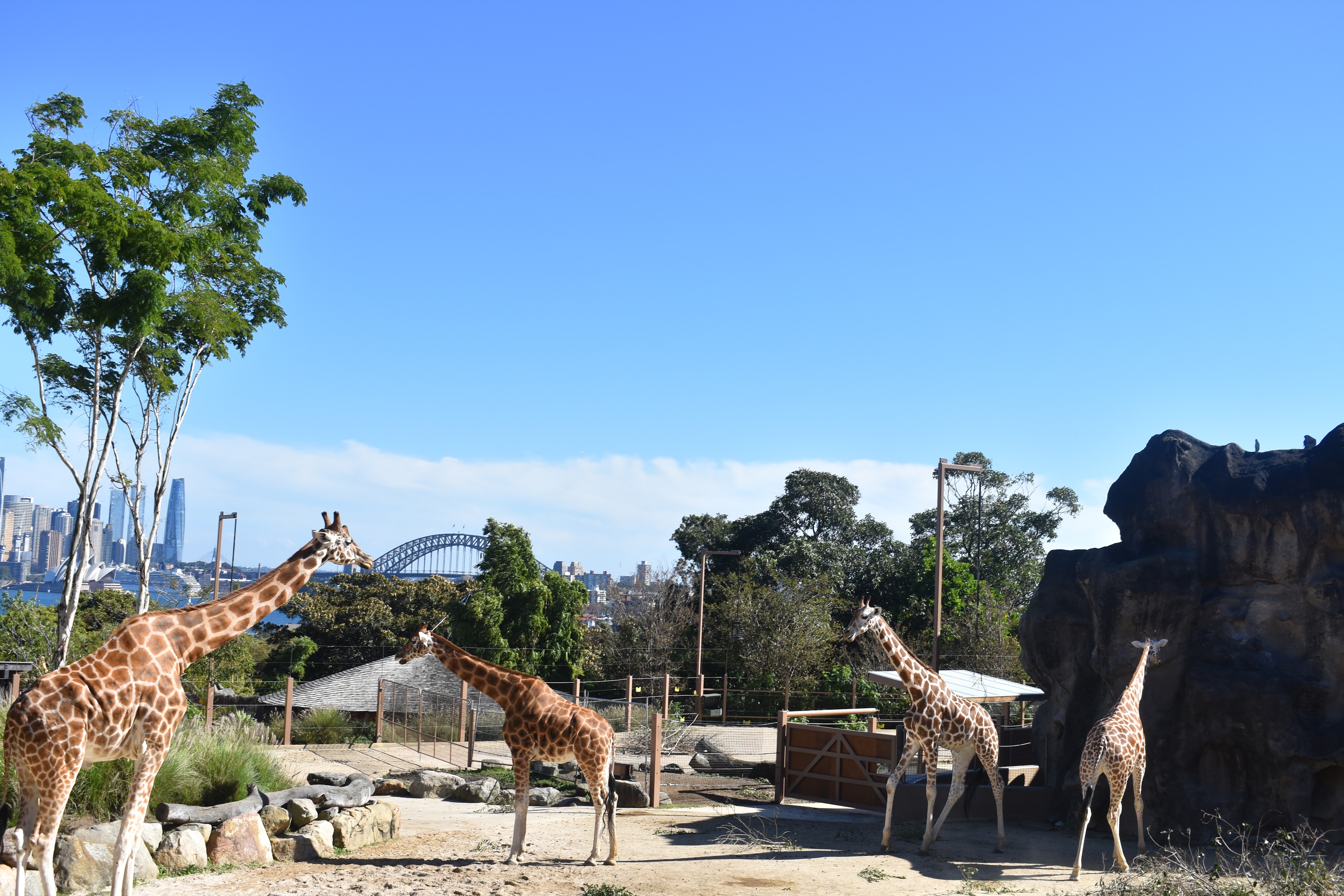 giraffes in enclosure with Sydney Harbour bridge in background