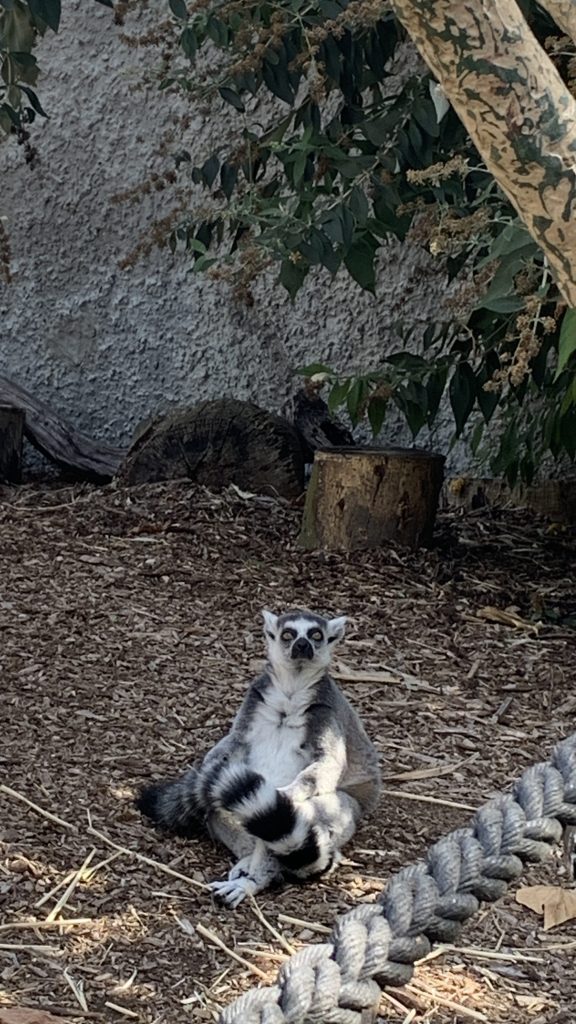 Lemur looking at the camera