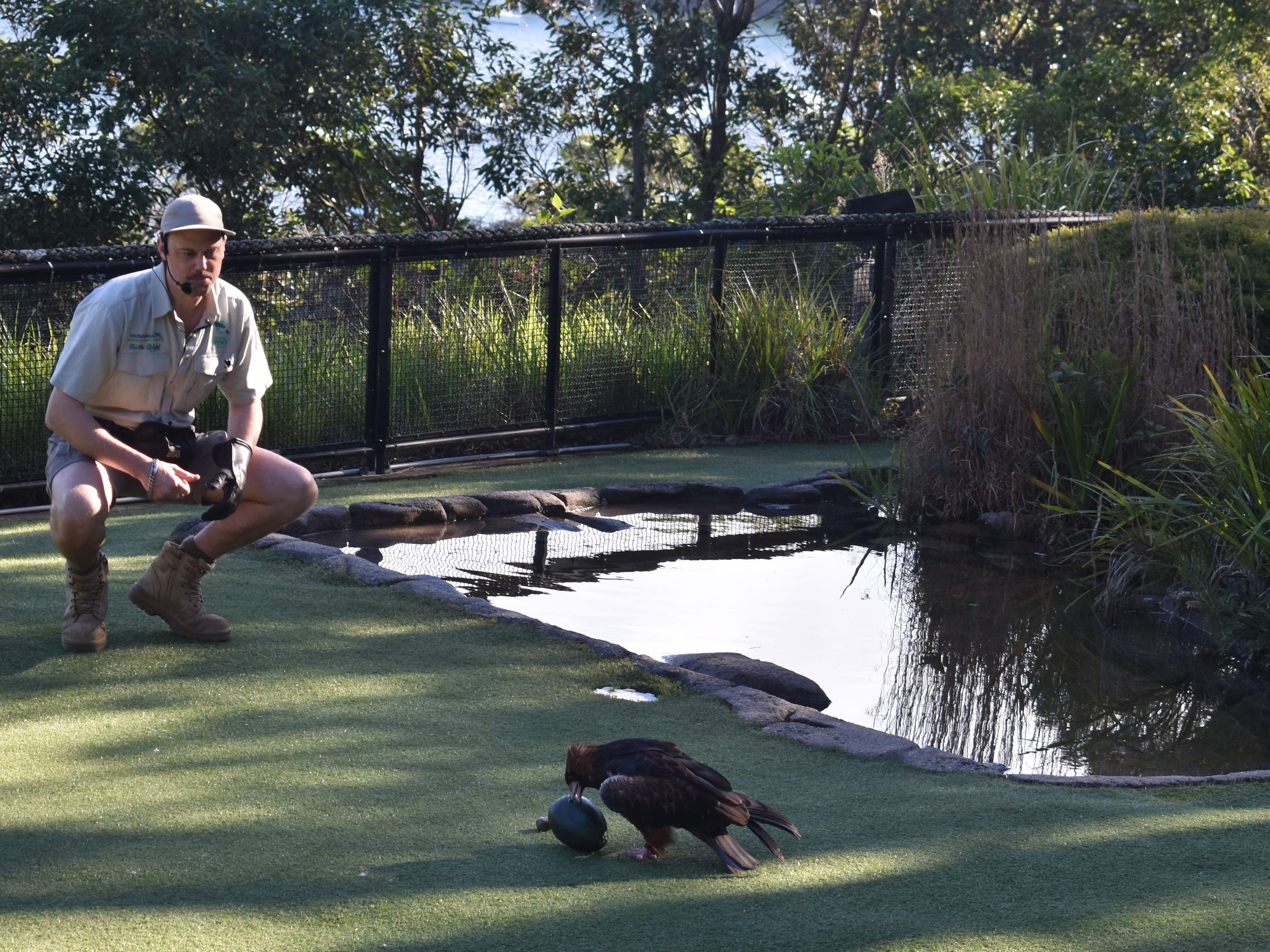 wedge tailed eagle breaking emu egg
