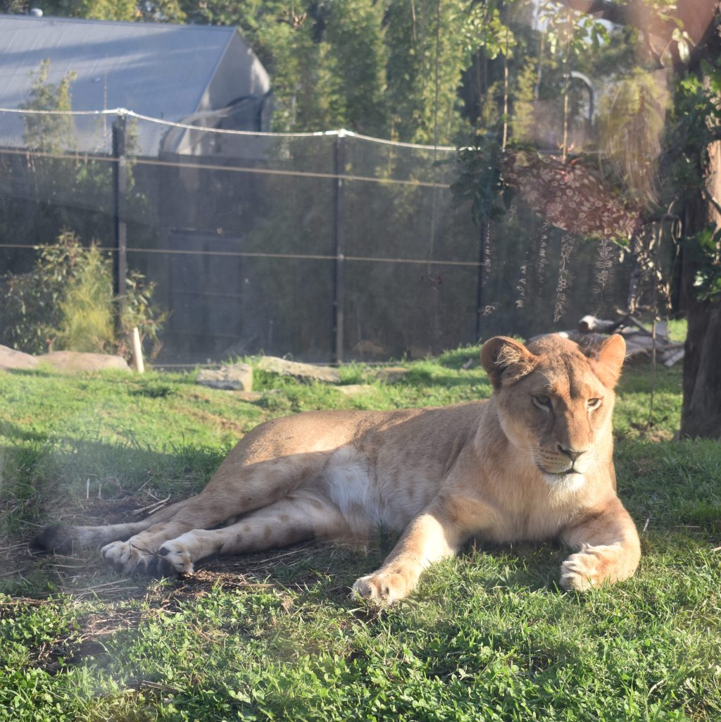 lioness laying on grass