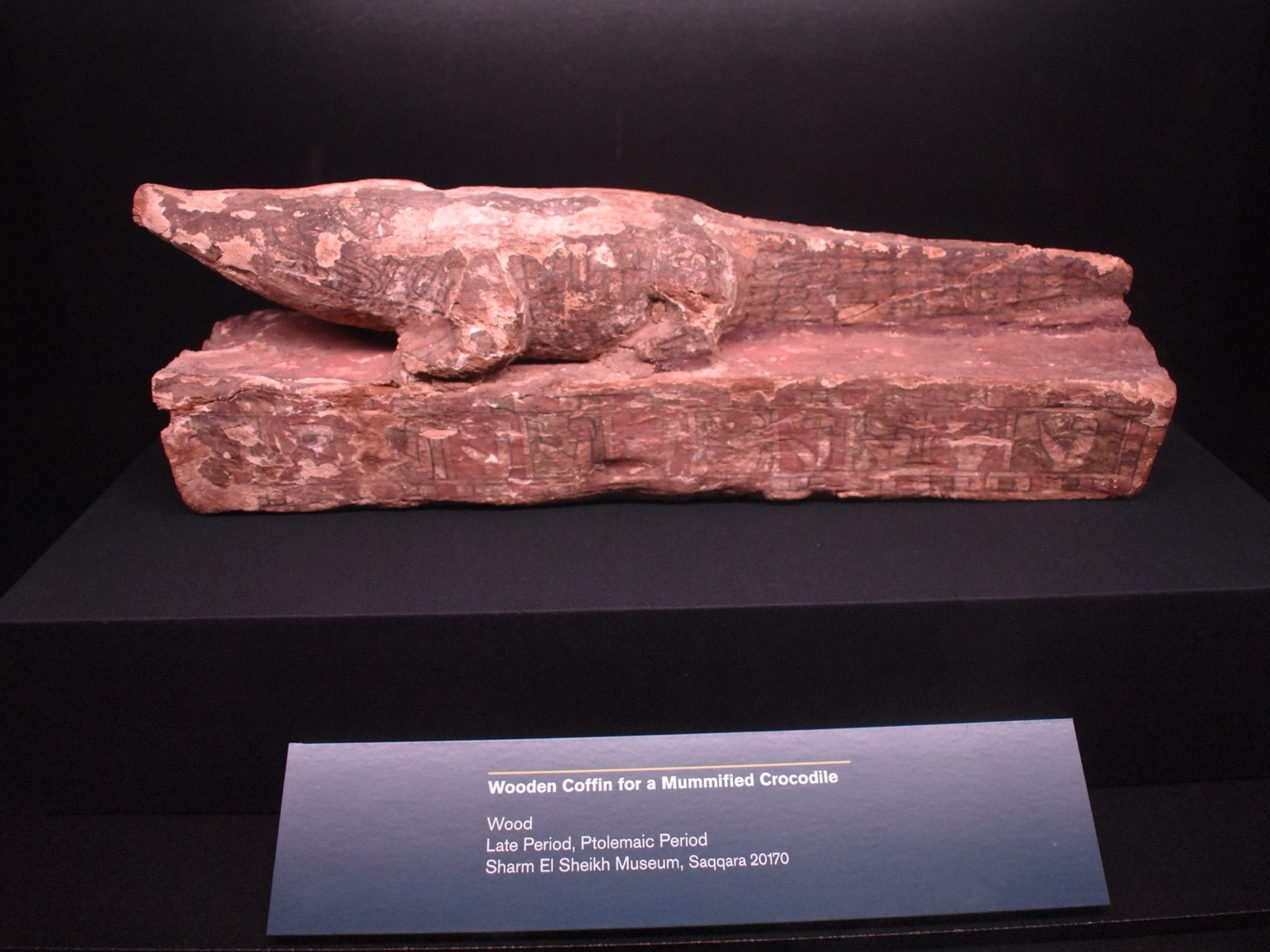 wooden coffin of mummified crocodile 