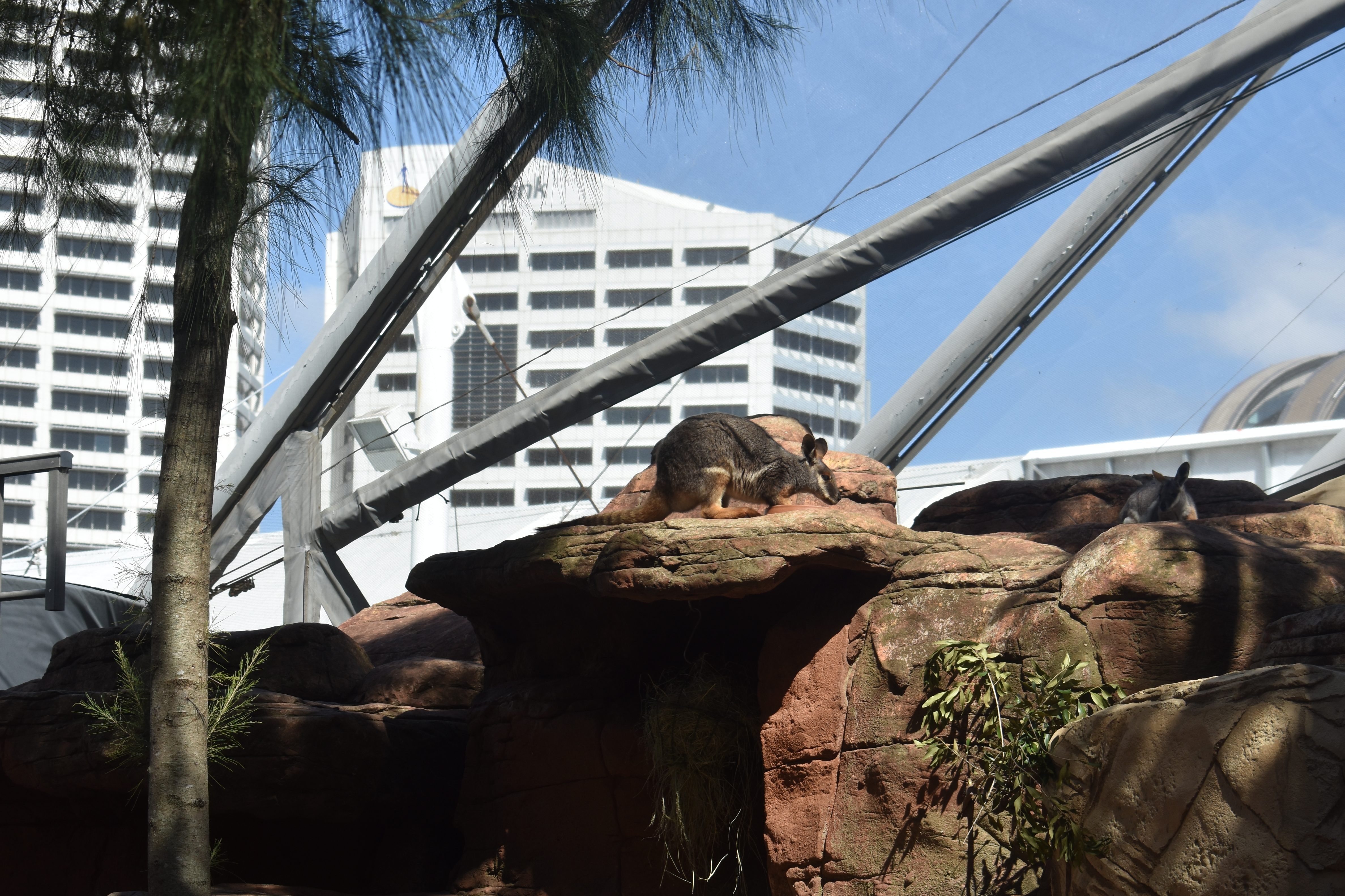 rock wallaby climbing