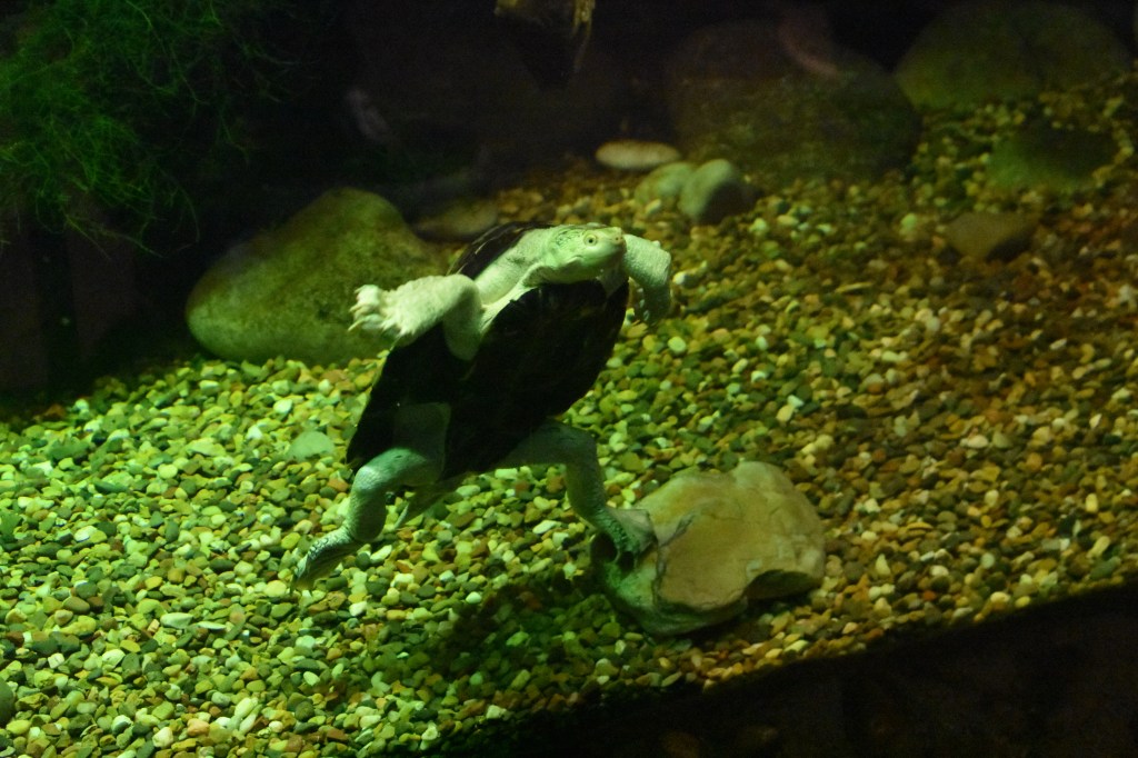 turtle swimming in water