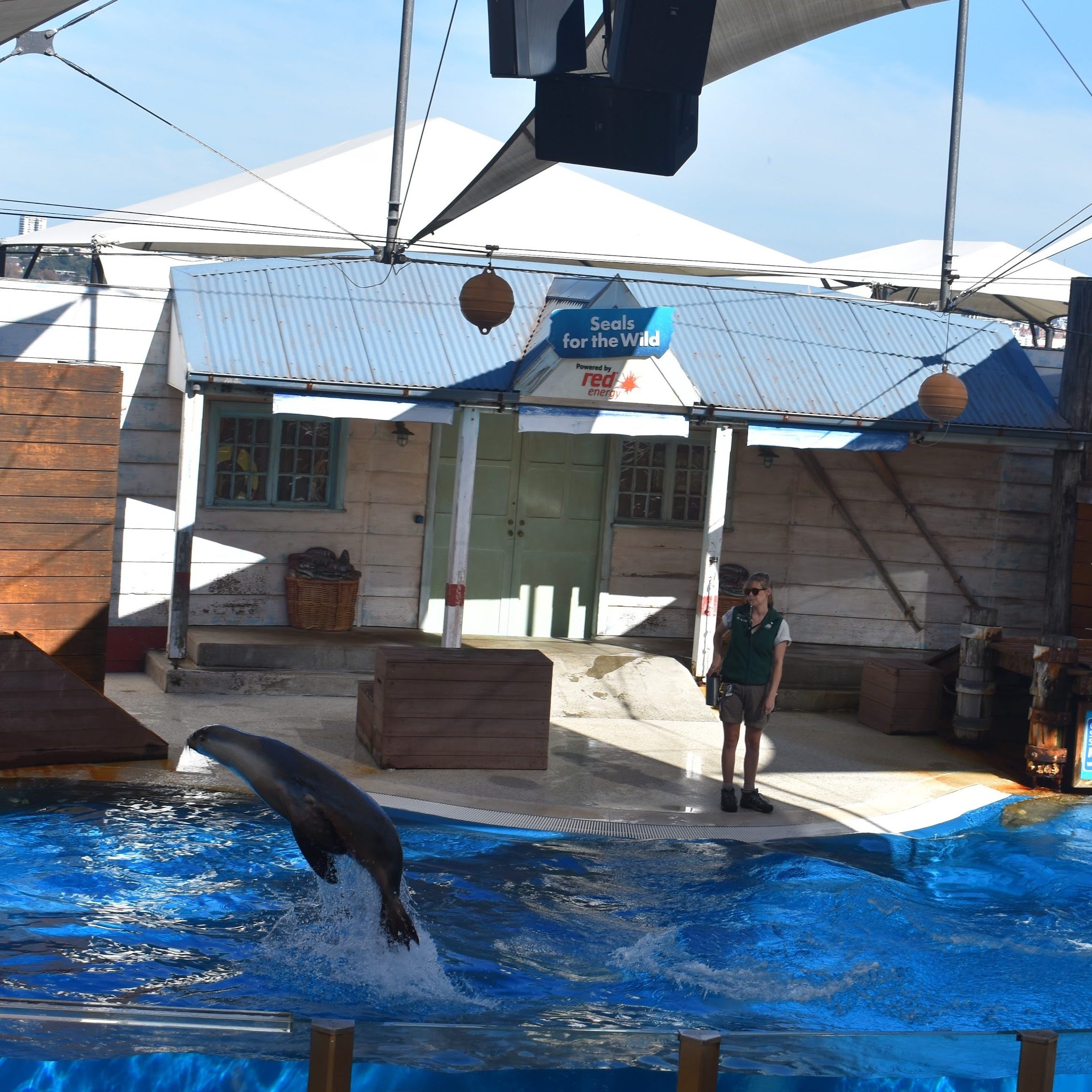 seal jumping out of water