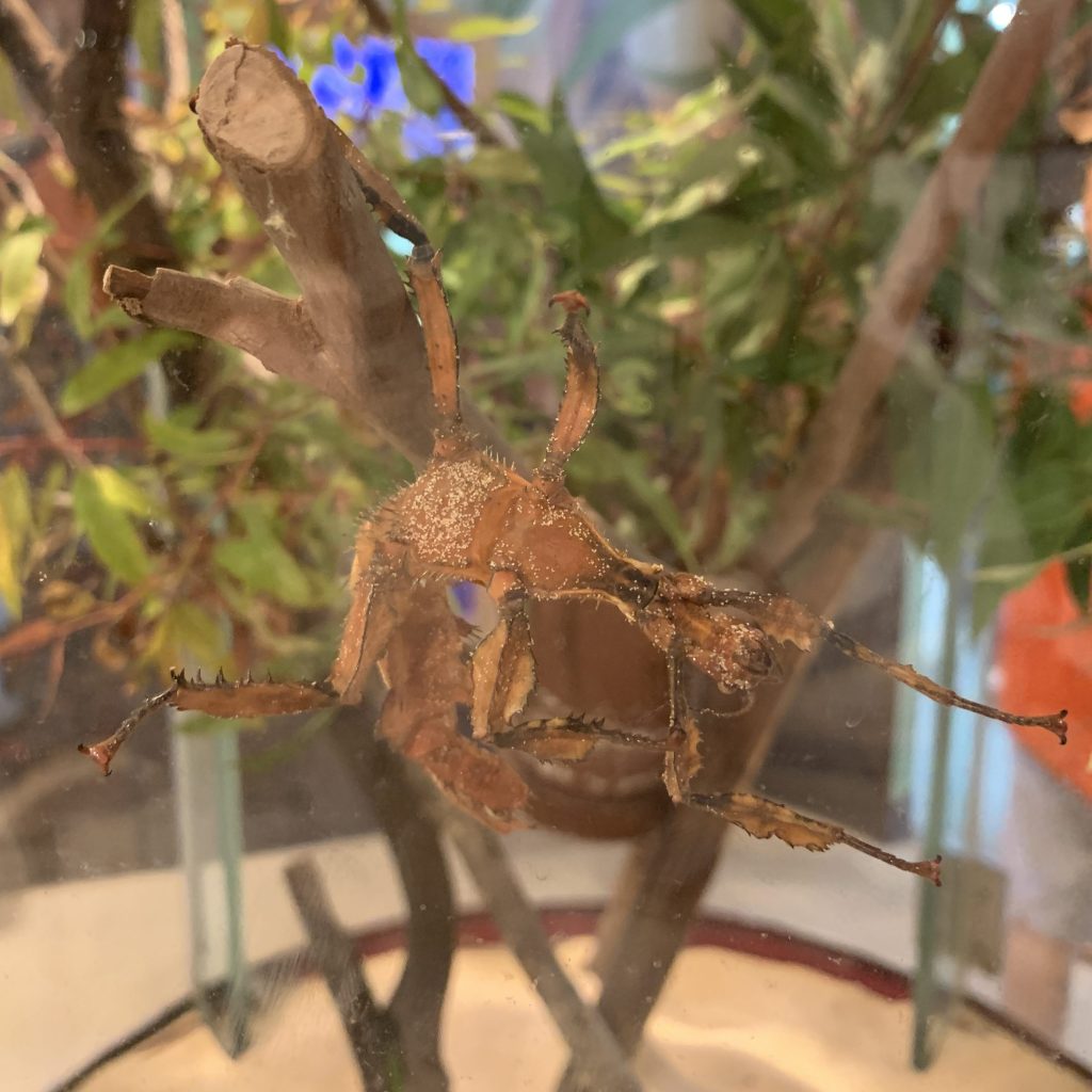 spiny leaf insect hanging upside down