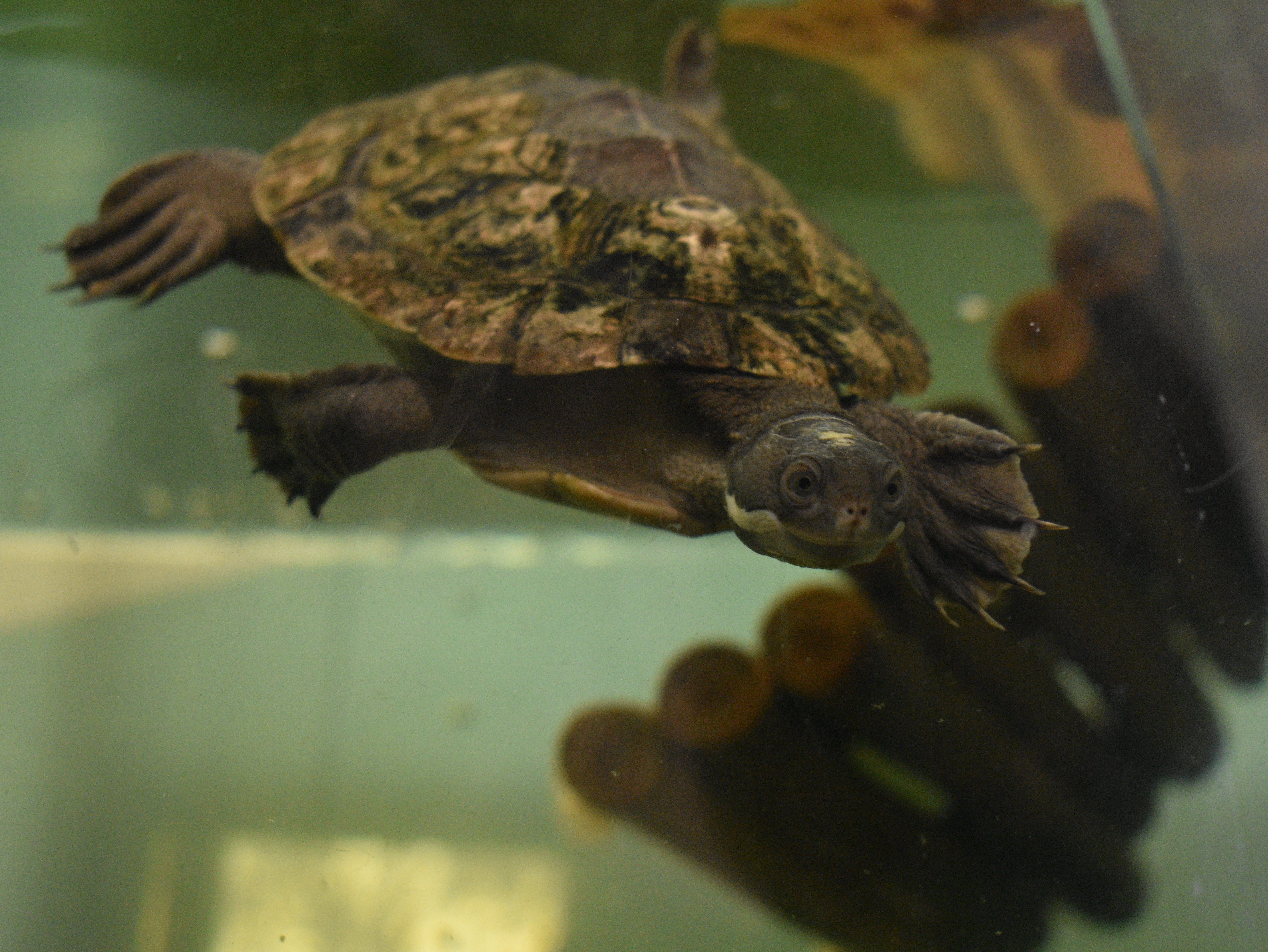 long-necked turtle swimming