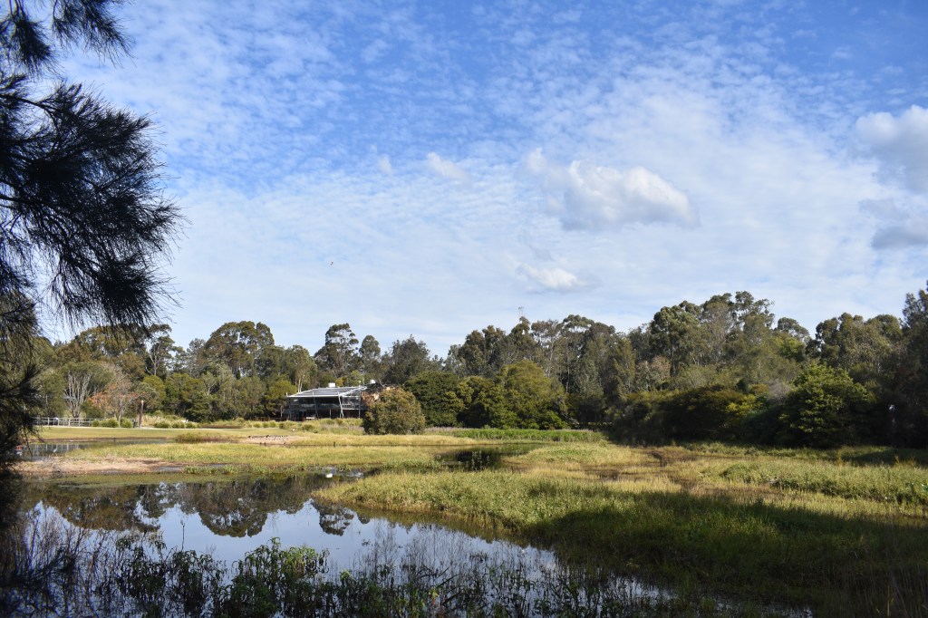 large pond at Hunter Wetlands Centre
