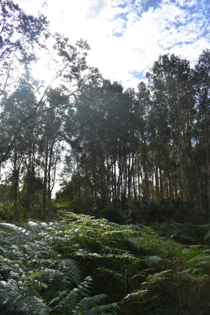 ferns and trees along a nature walk