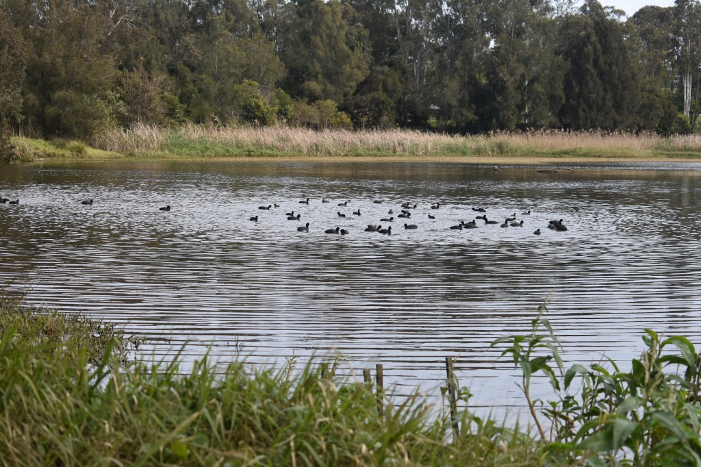 group of ducks swimming in pond
