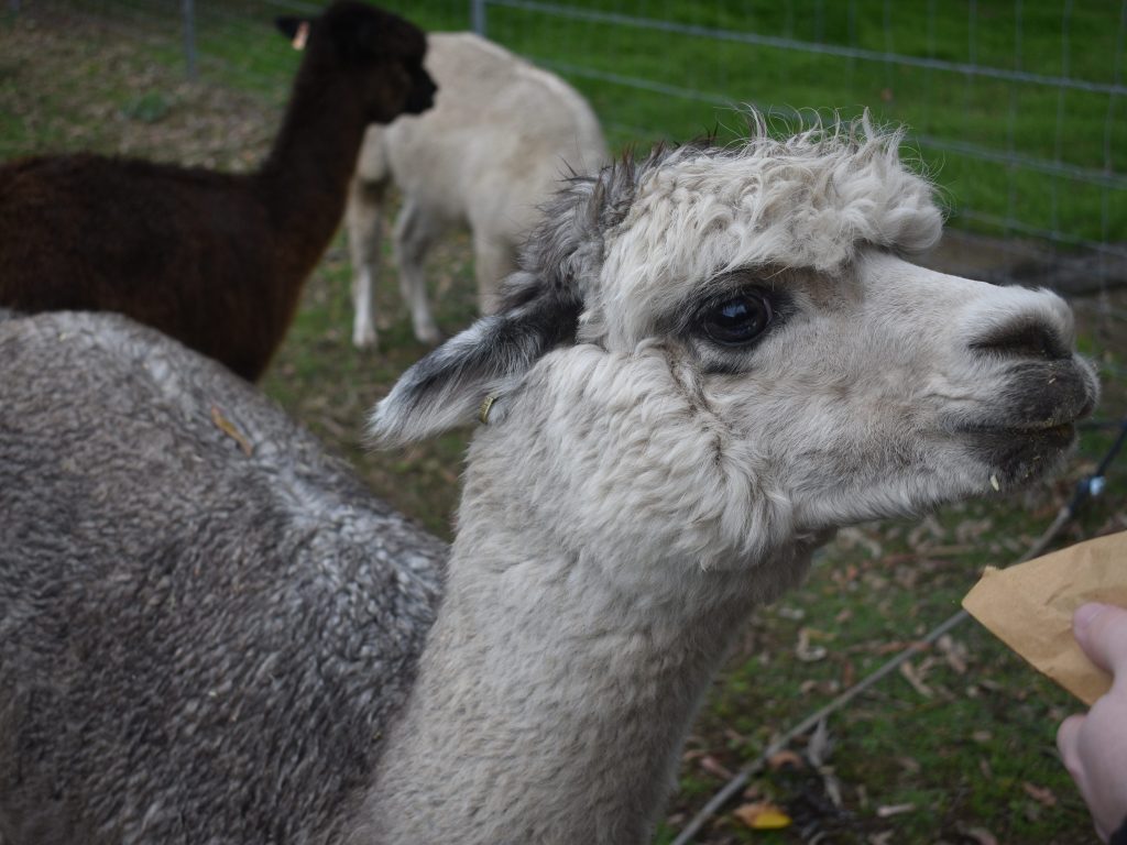 alpaca sniffing bag of food