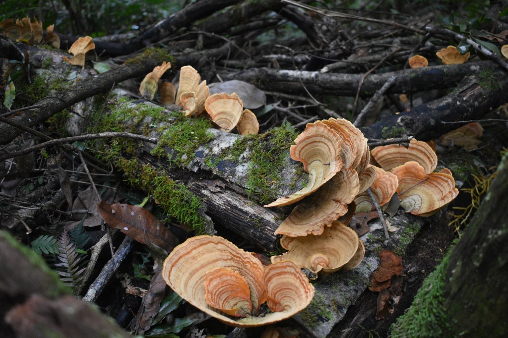 stereum ostrea fungi on mossy log