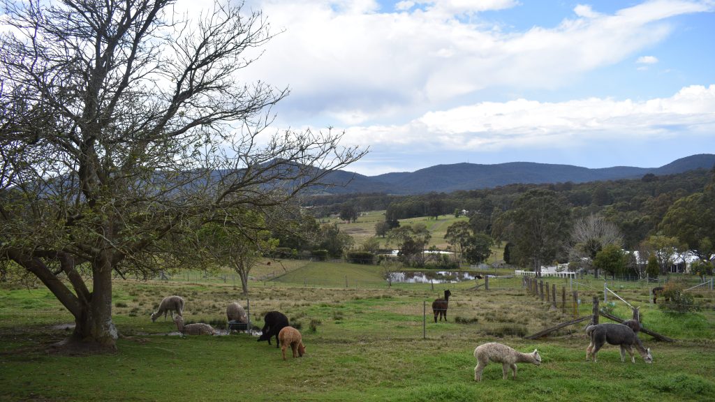 open paddock of alpacas