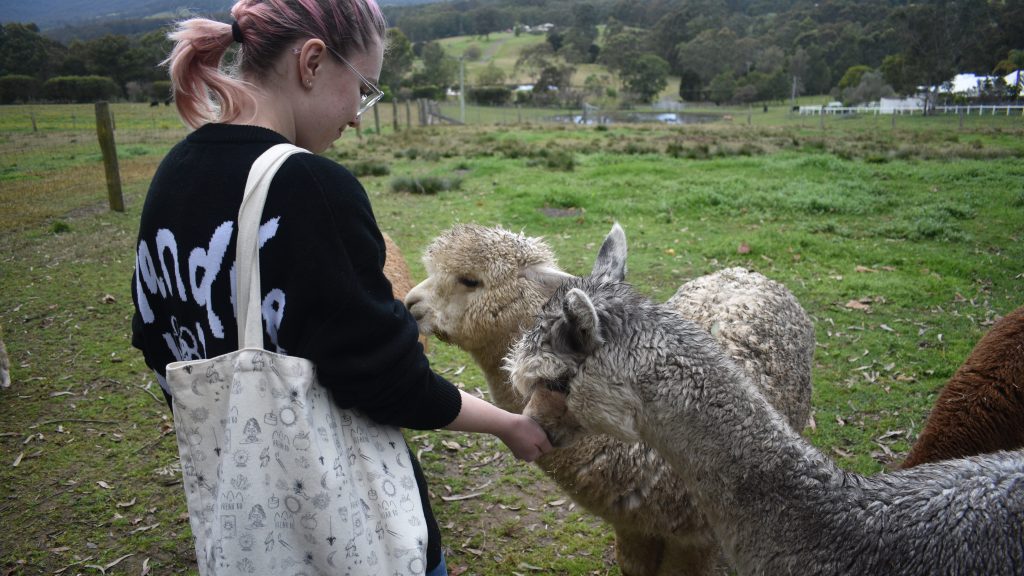 person feeding alpacas