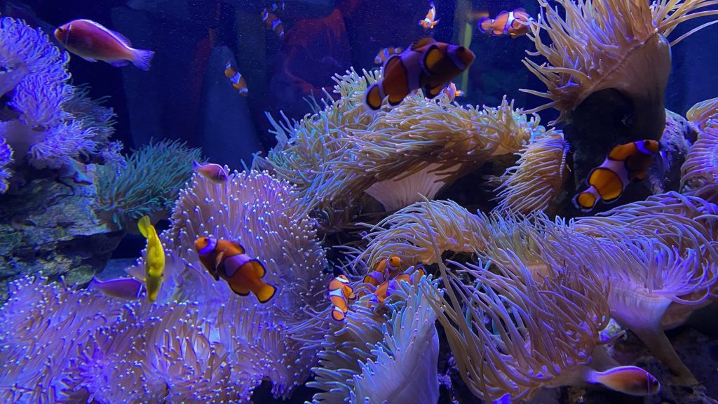 aquarium with tropical fish