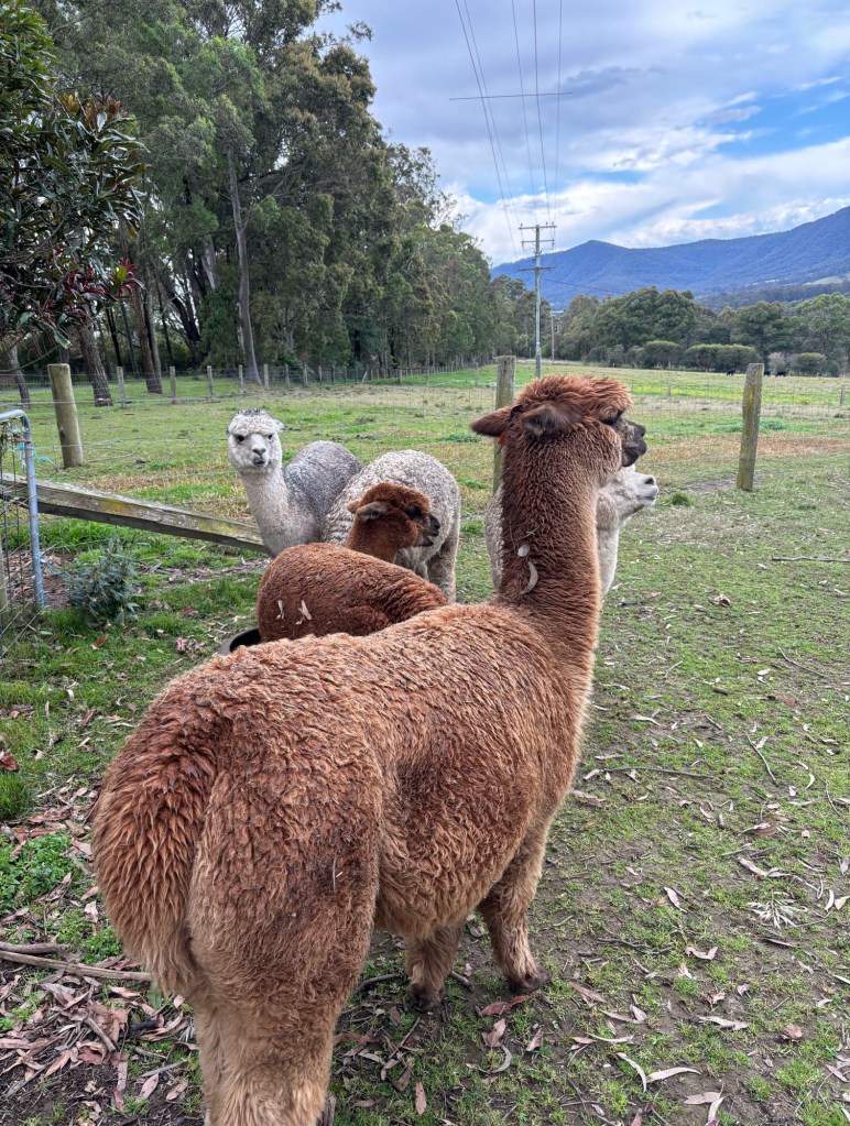 alpacas in paddock