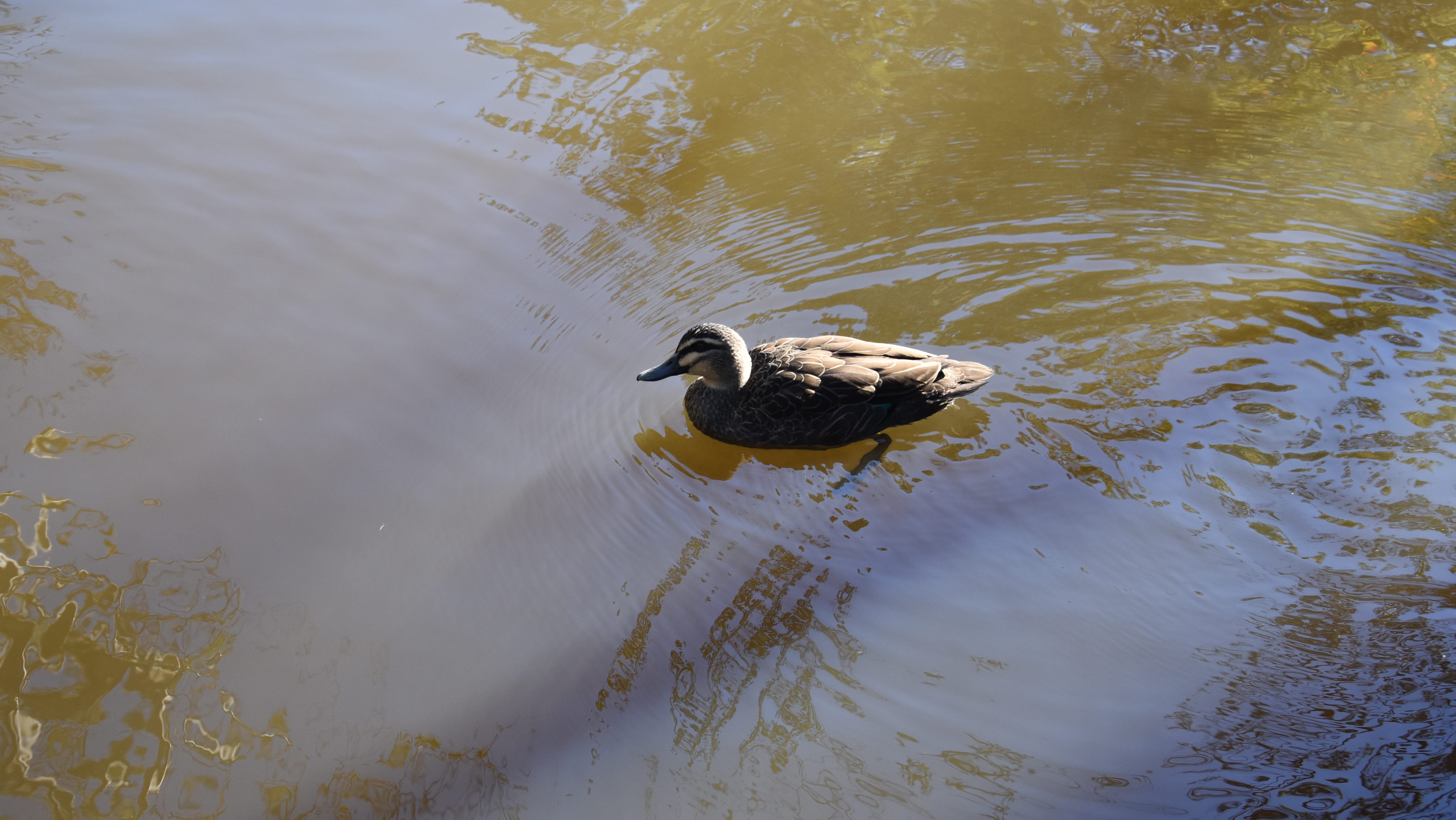 duck swimming in water