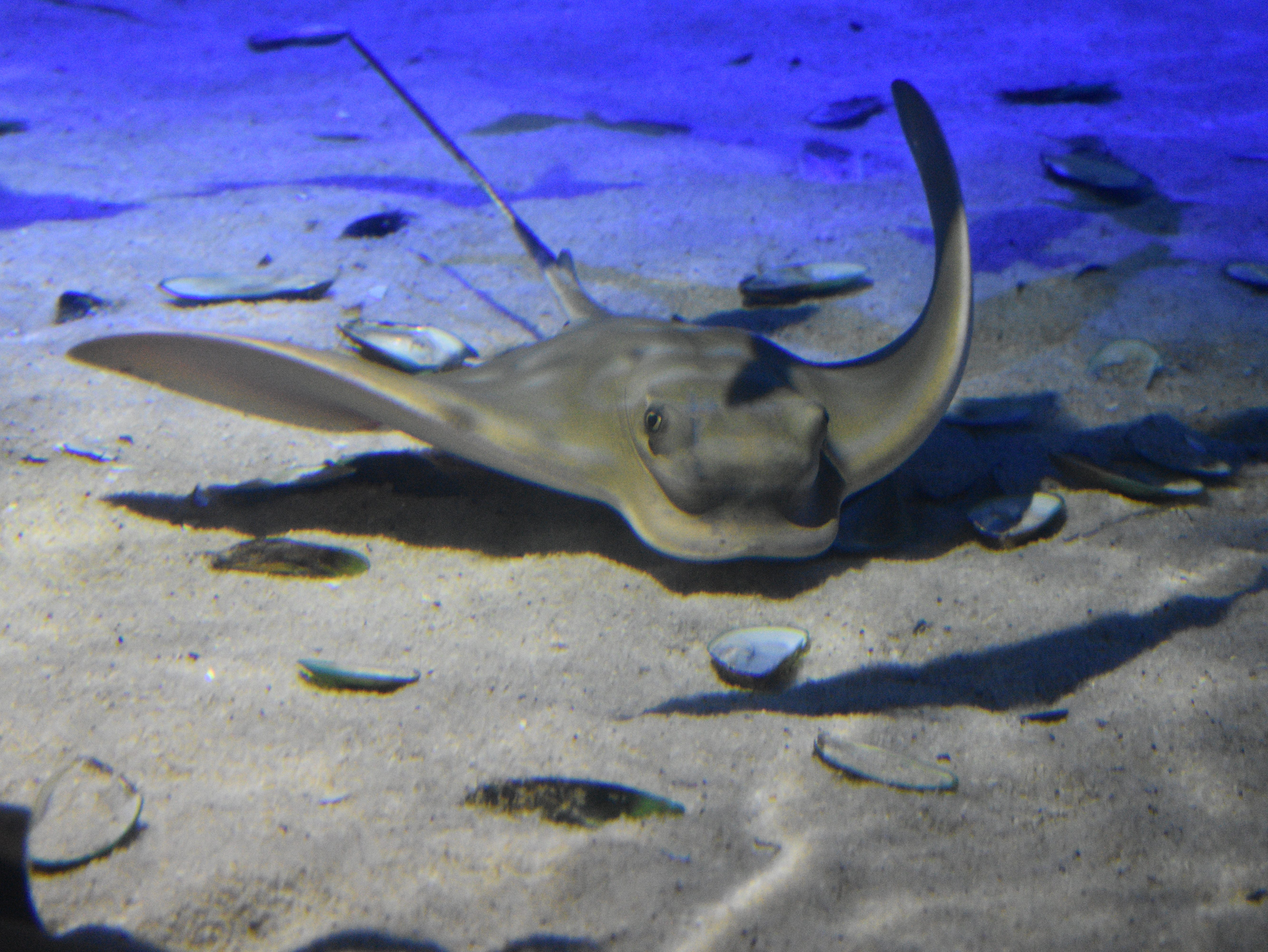 stingray swimming
