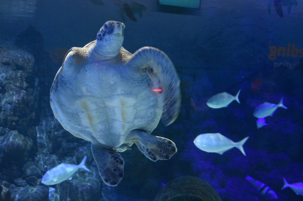 turtle swimming with amputated flipper