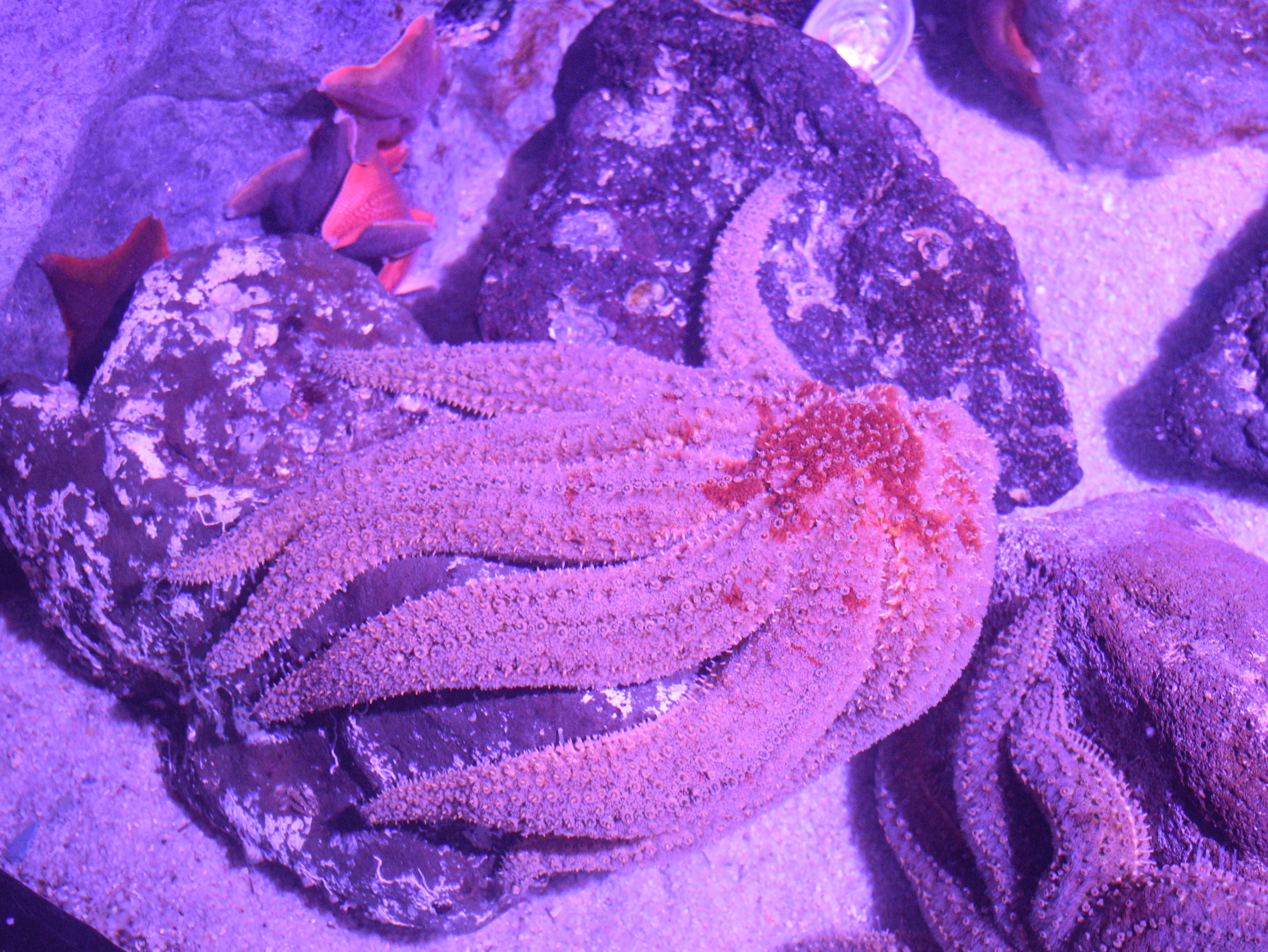 starfish in aquarium pond