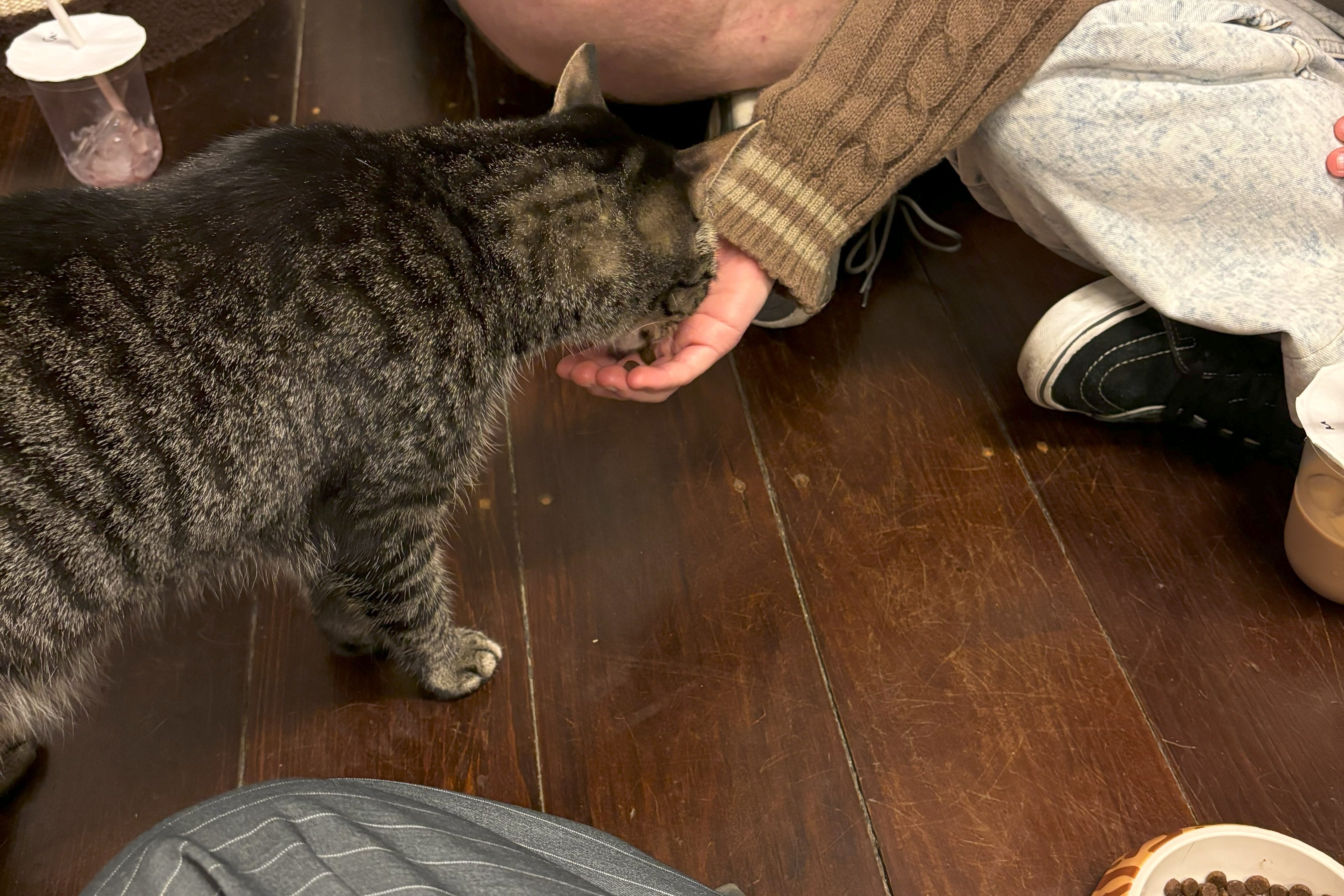 person feeding cat from hand