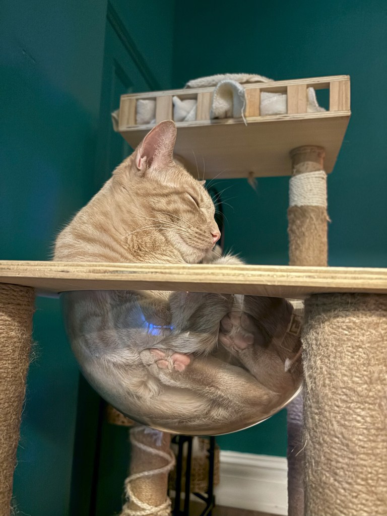 cat sitting in climbing tree bowl