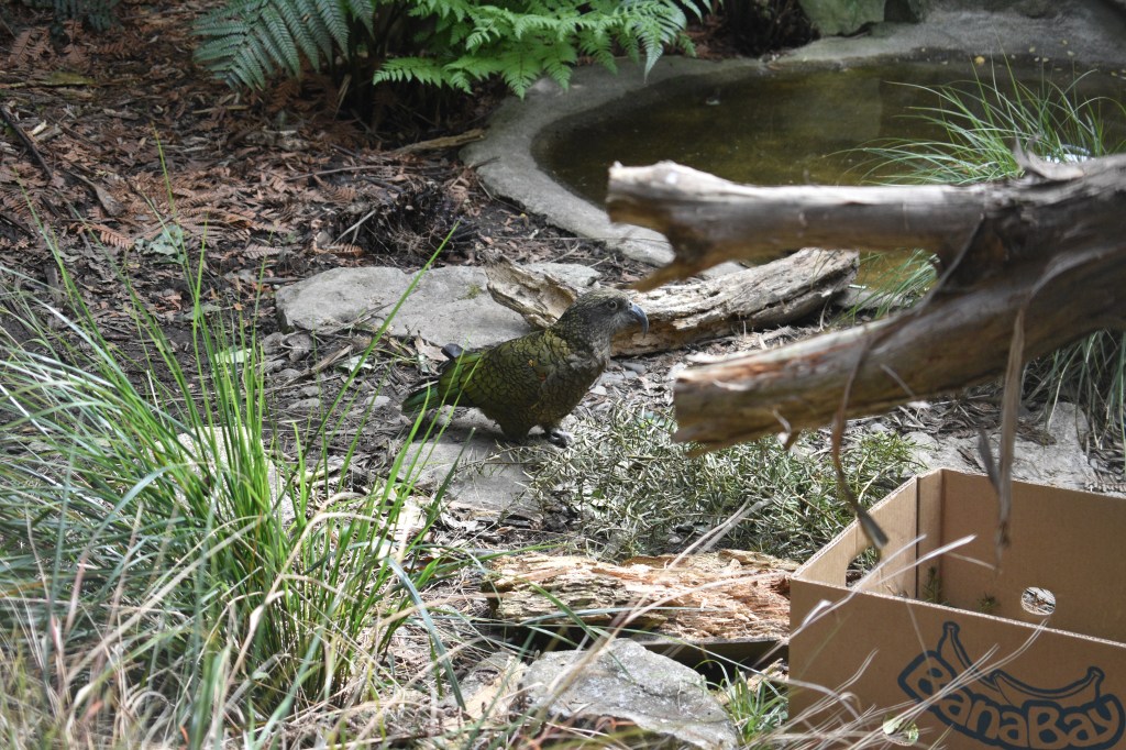 kia bird in conservation enclosure