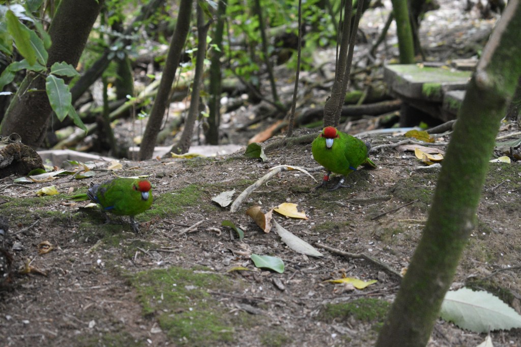 red crowned parakeets looking curiously towards camera