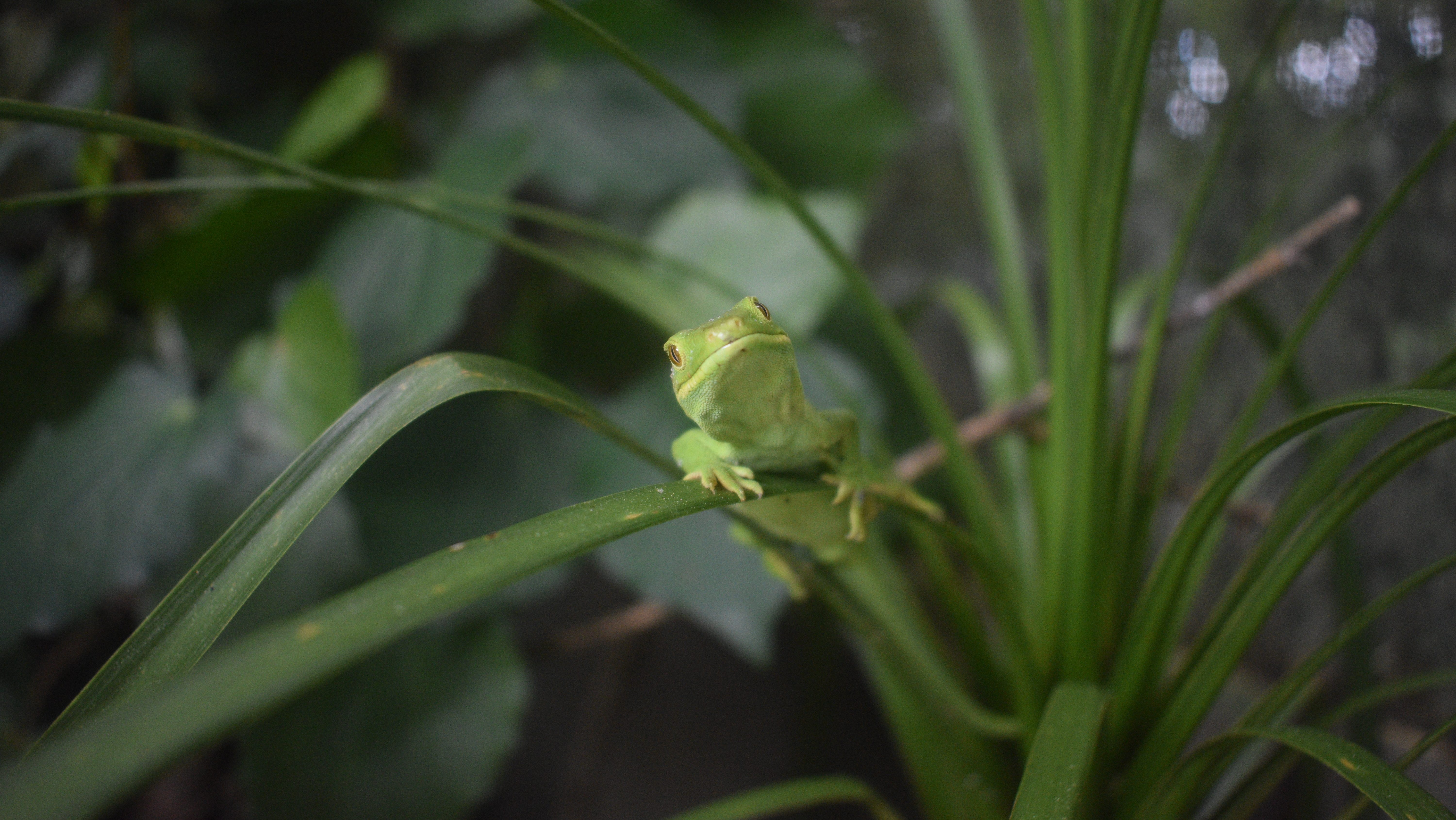 elegant gecko staring towards camera