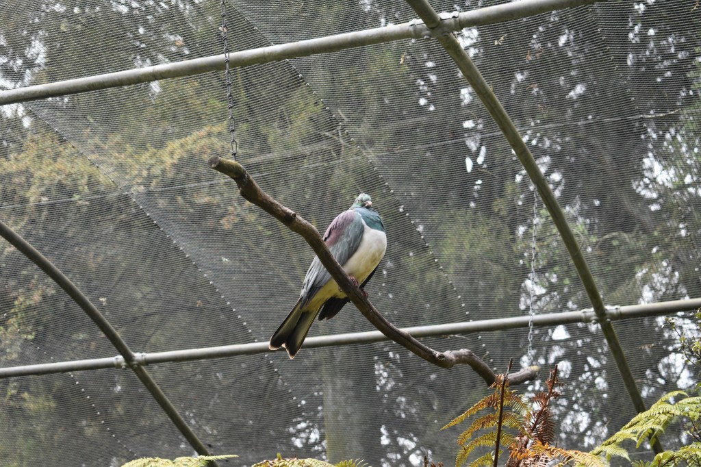 kereru bird sitting on branch in conservation enclosure