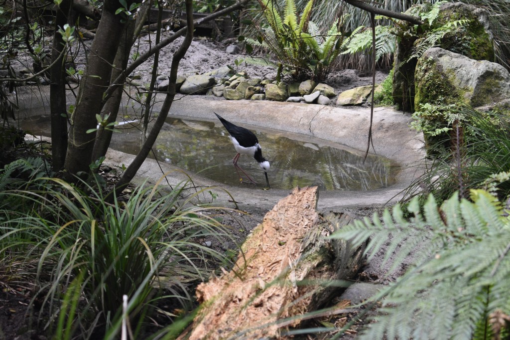 pied stilt bird drinking from pond