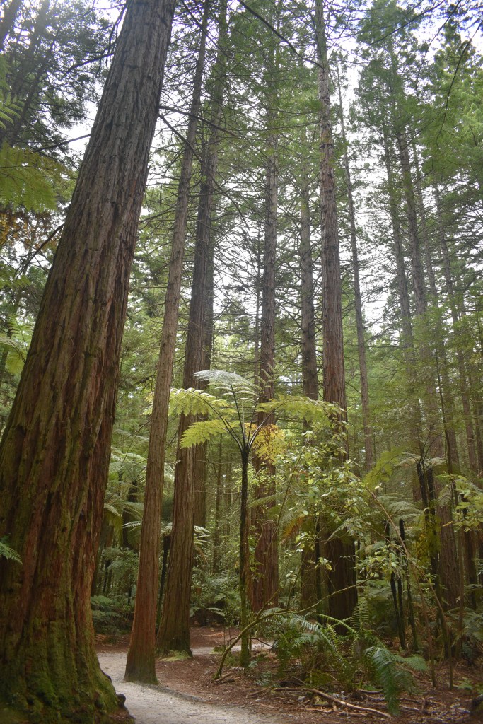 forest path with tall trees