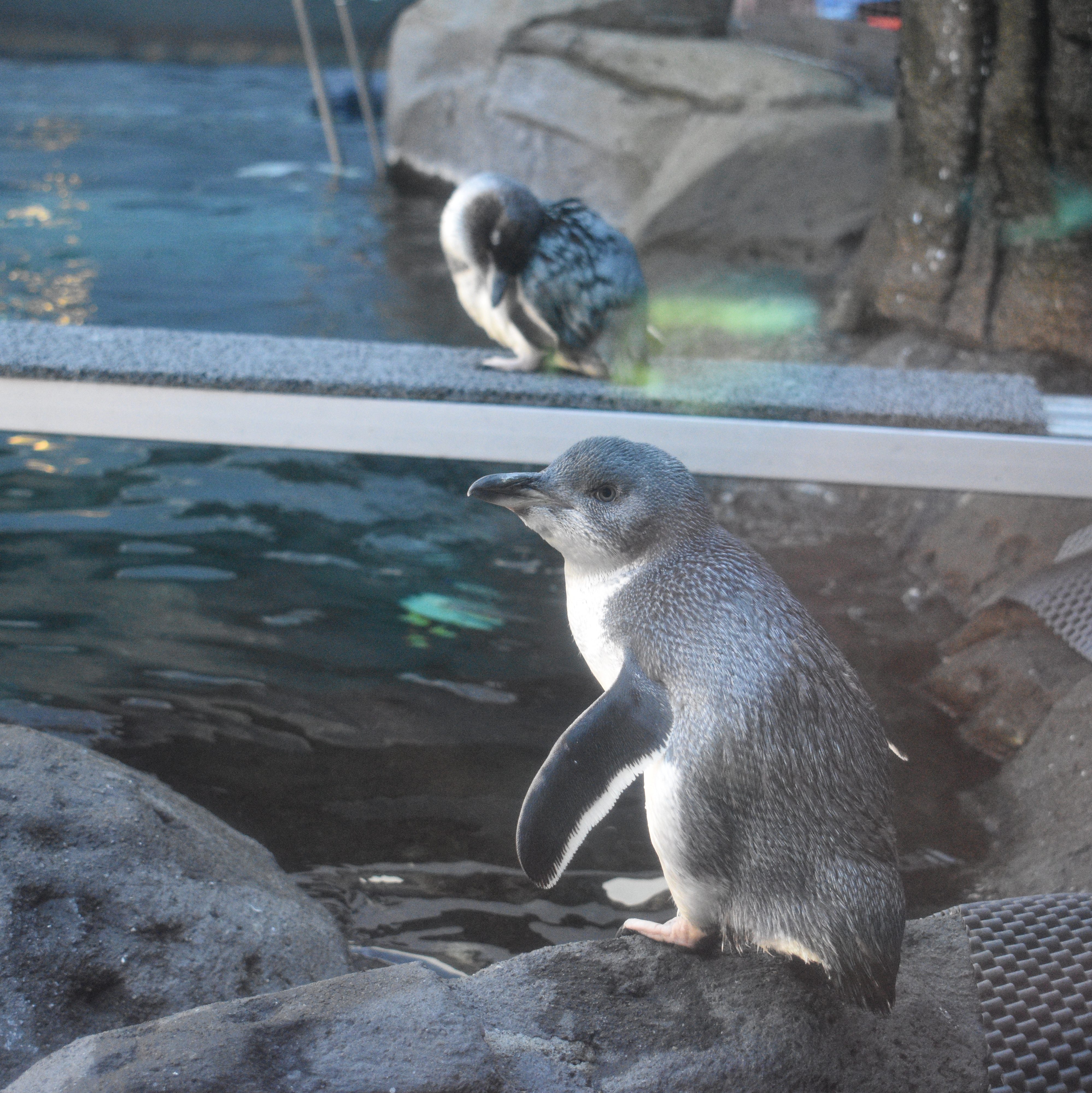 rescued little blue penguin