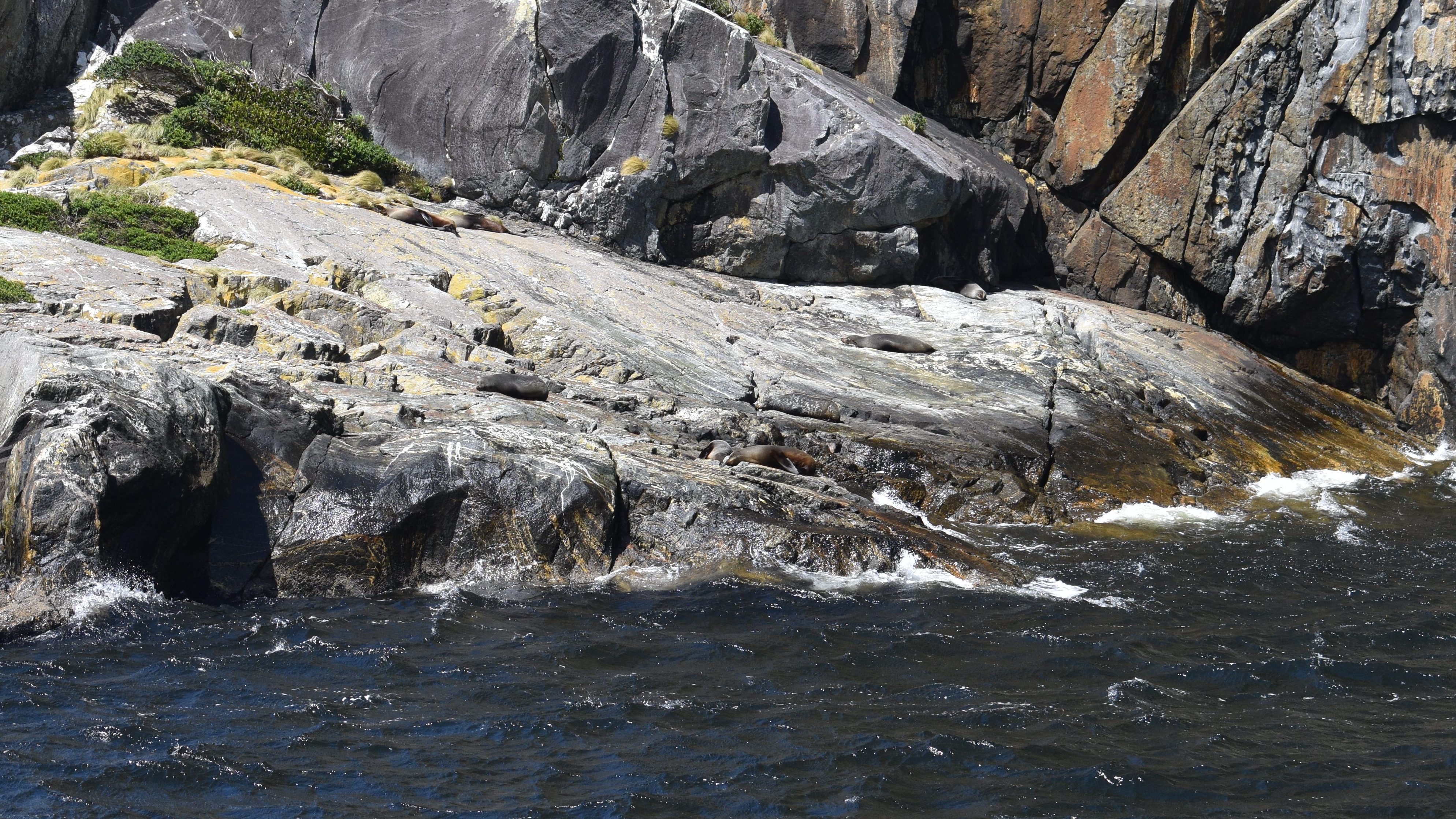seals sunbathing on rocks next to water