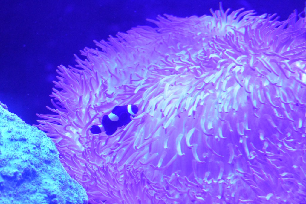 black clownfish amongst sea anemone