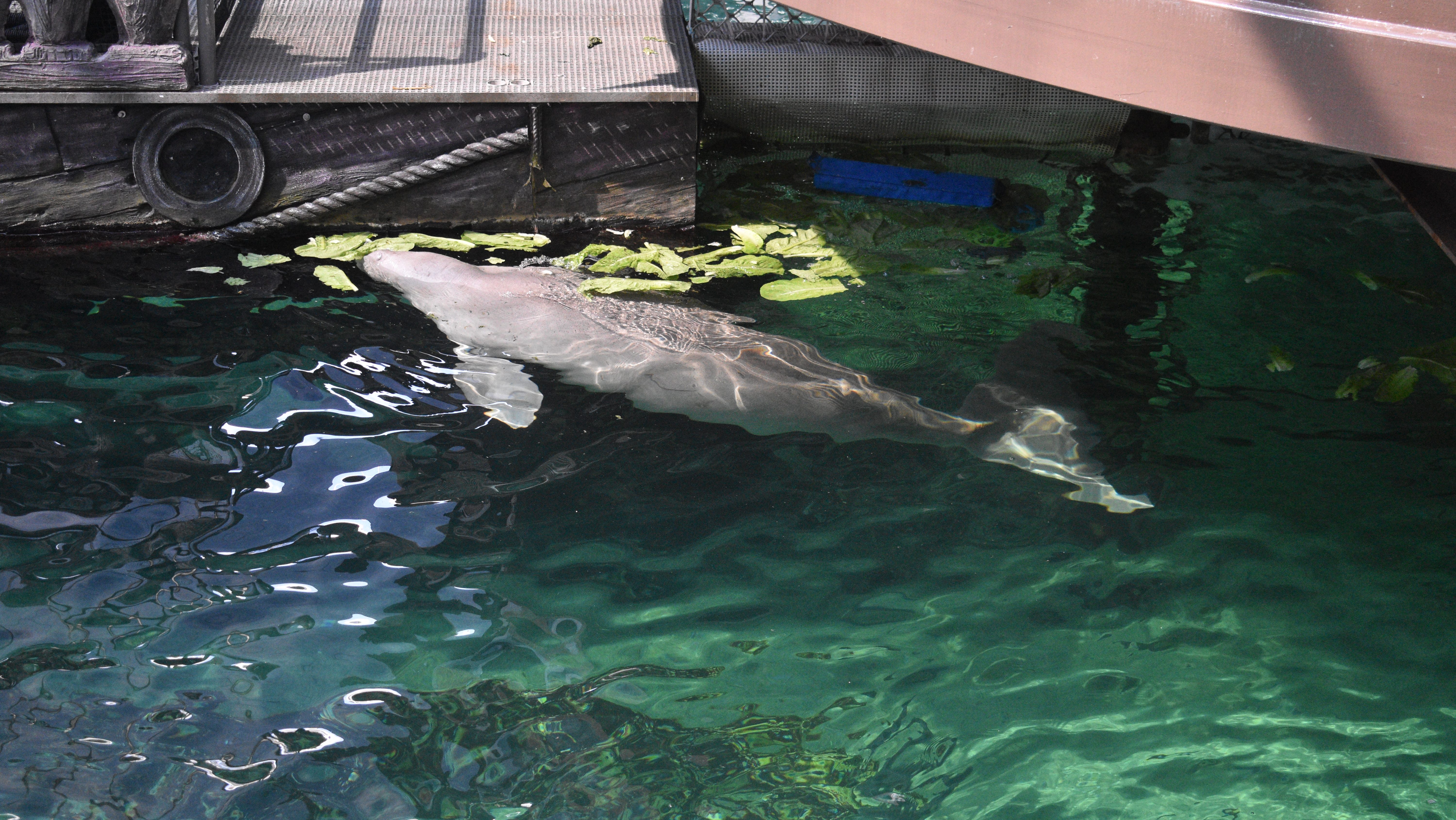 Sydney Sea Life's dugong Pig eating lettuce