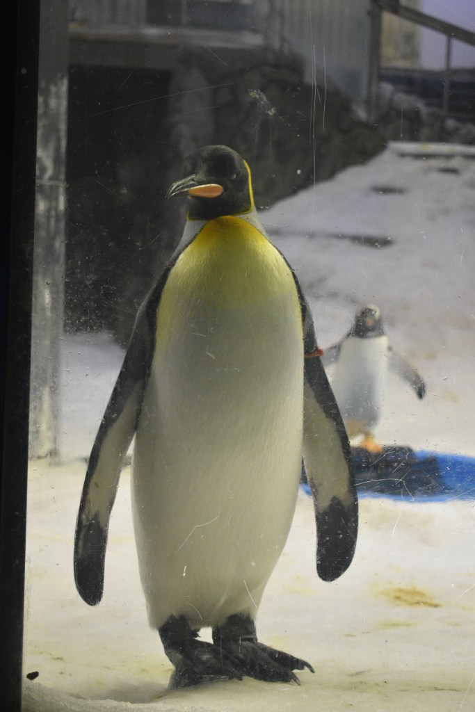 emperor penguin in Sea Life habitat