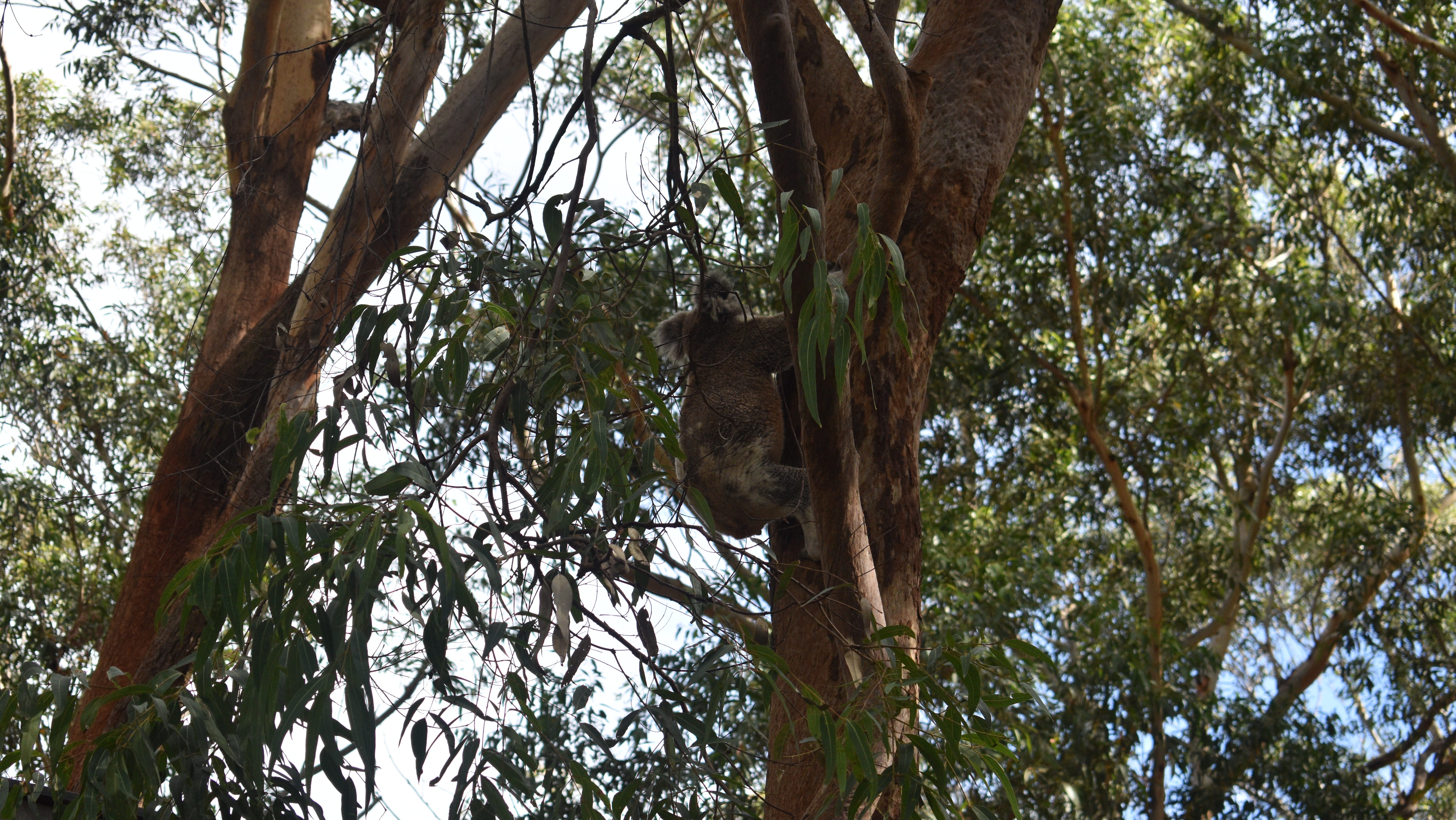koala climbing eucalyptus tree