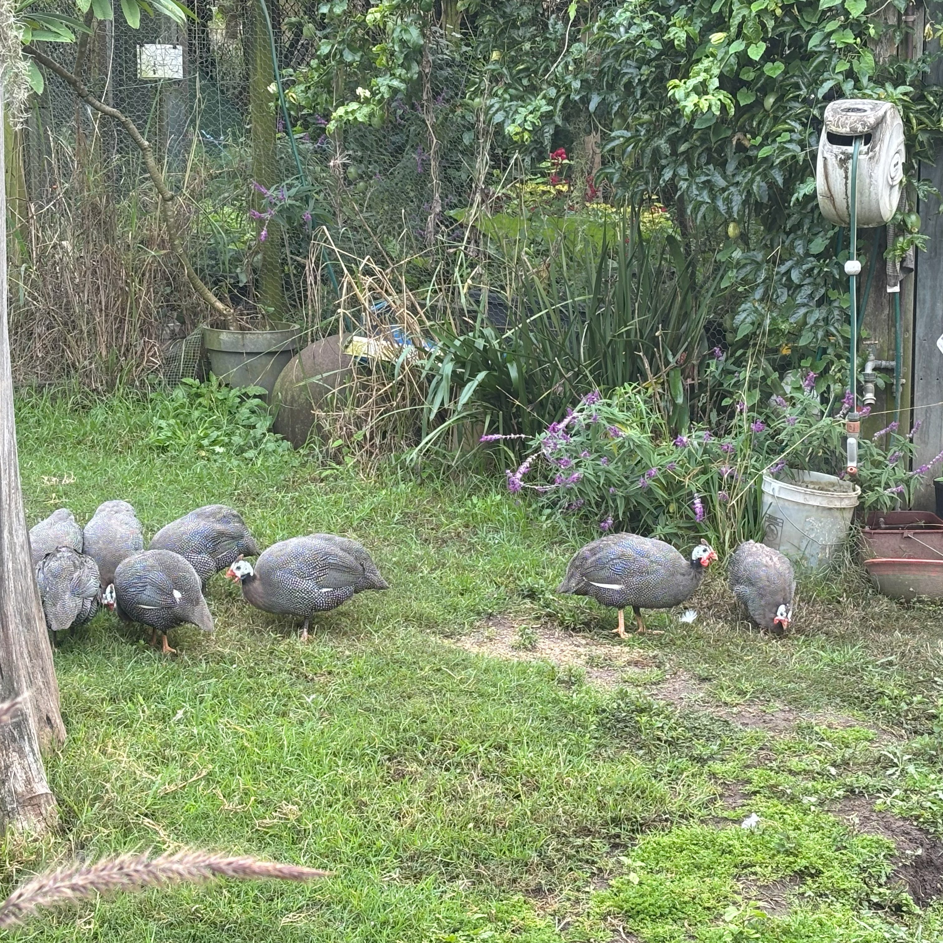 guinea fowl birds grazing in grass