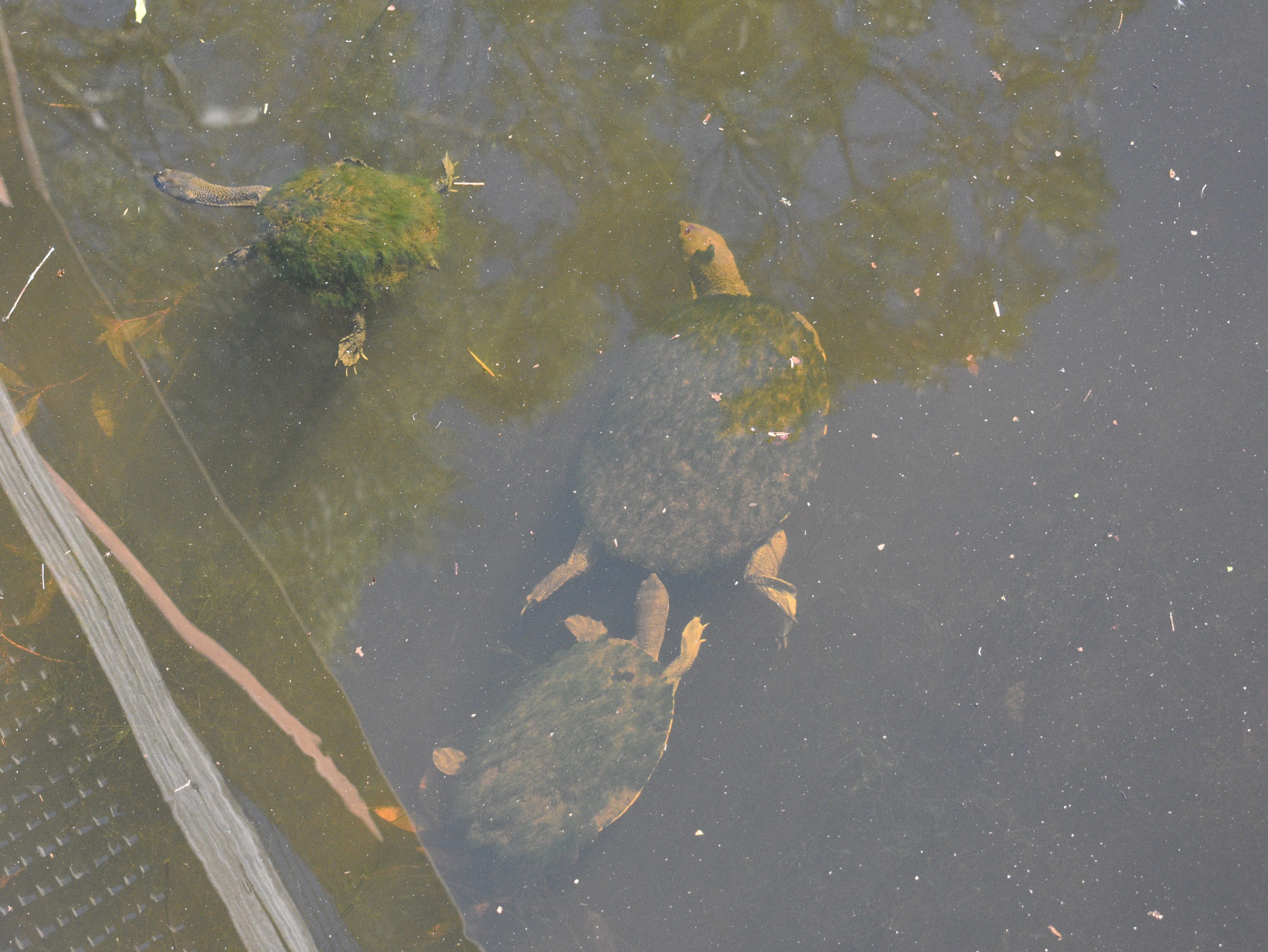 long-necked turtles swimming in pond