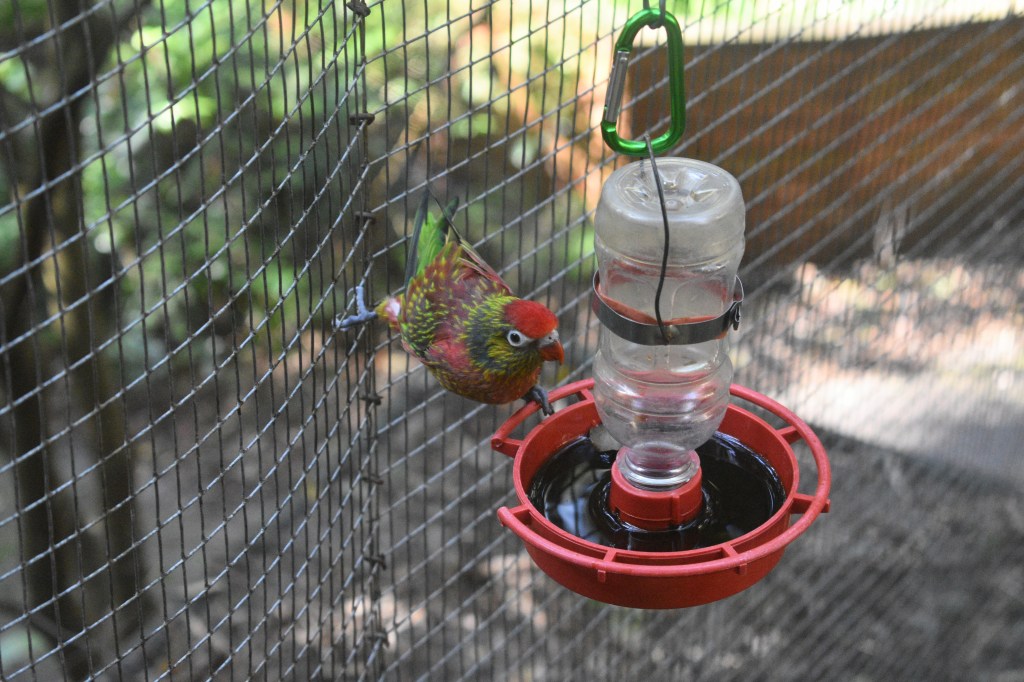 varied lorikeet eating from bird feeder