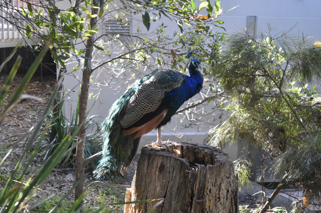 peacock sitting on tree stump