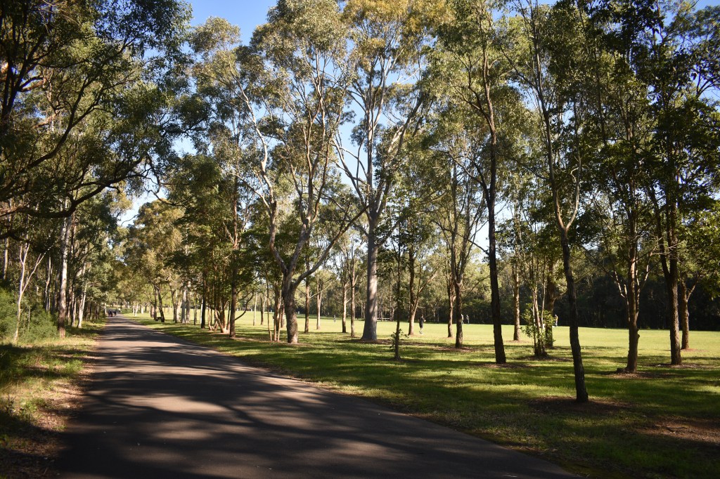 walking path amongst trees in Parramatta Park