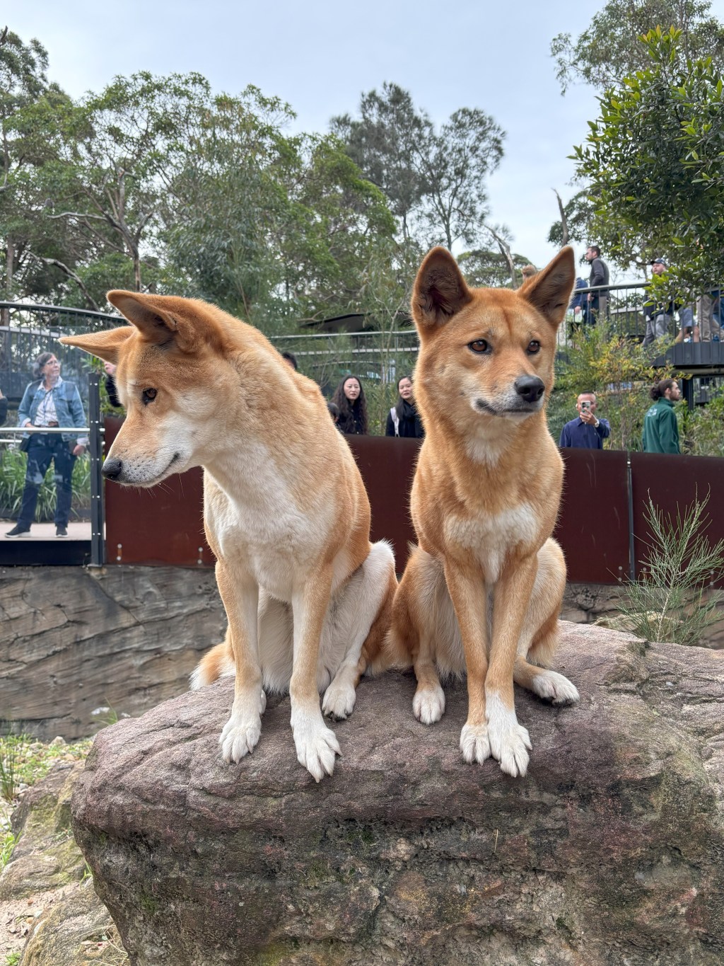 two dingoes sitting in Taronga Zoo habitat