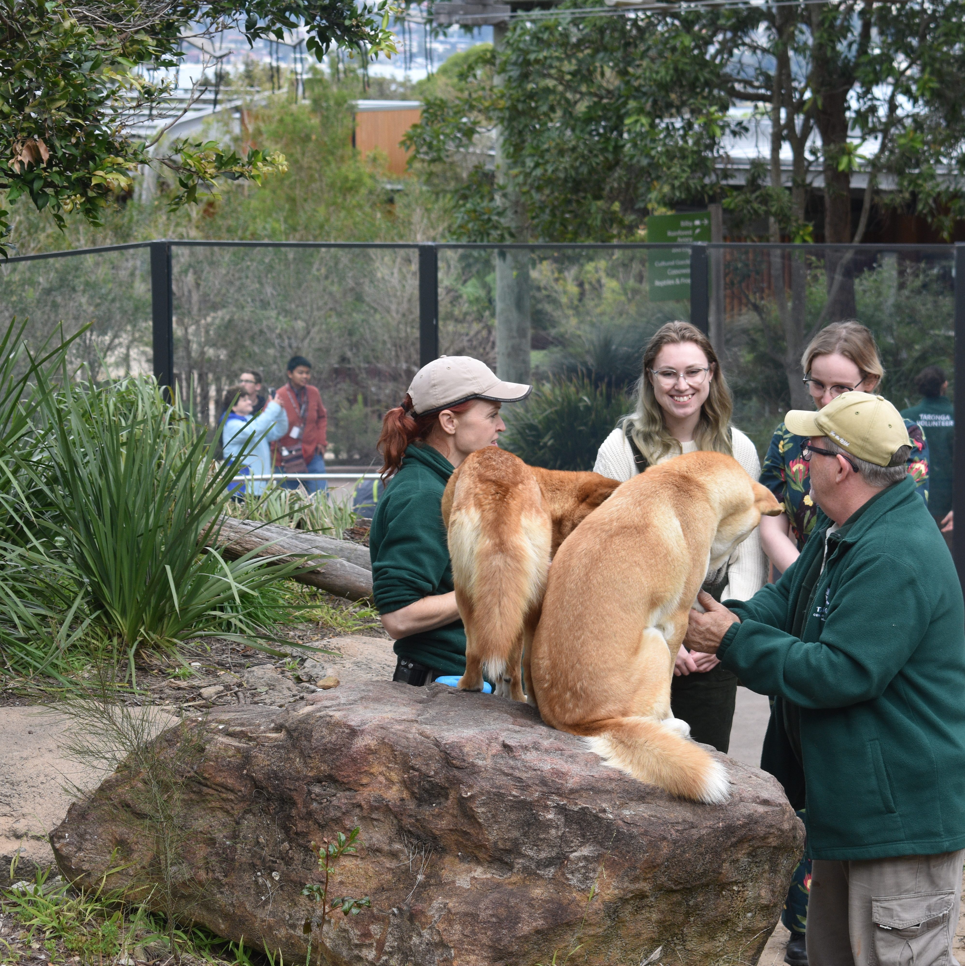 dingos with Taronga Zookeepers and author