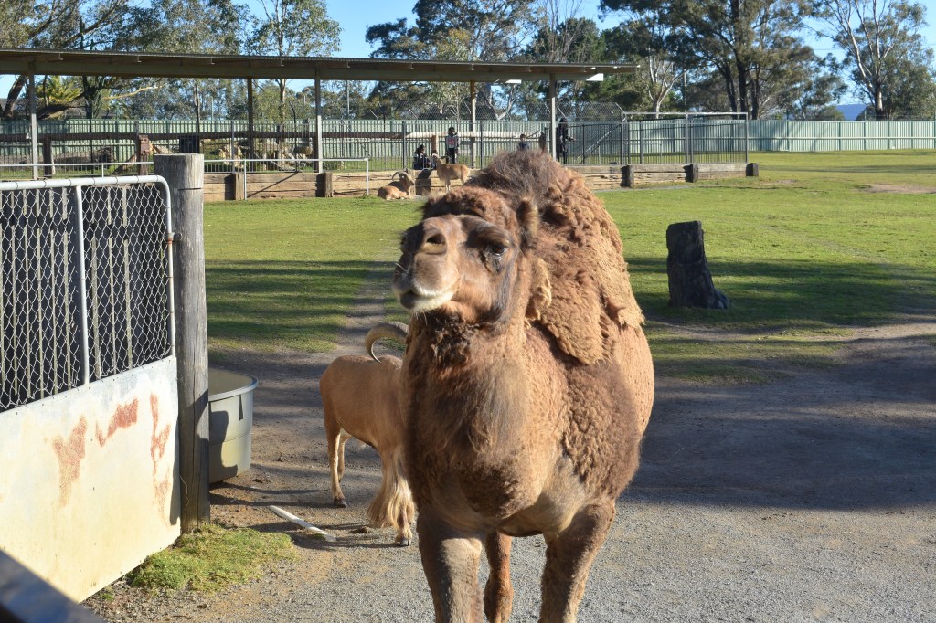 camel walking over for food at Hunter Valley Wildlife Park