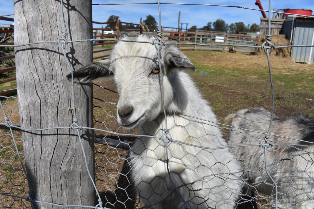 baby miniature goat looking through fence